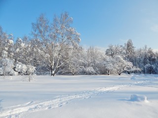 Fototapeta na wymiar winter landscape snow on on tree branches, blue sky