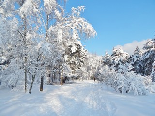 winter landscape snow on on tree branches, blue sky