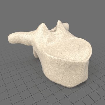 Stylized human thoracic vertebra