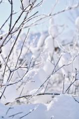 Closeup frozen tree branch