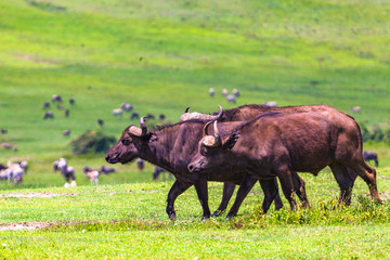 Buffalo at Ngorongro Crater conservation area. Tanzania.