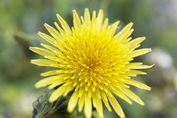 Close-up of a so-called dandelion. Horizontal shot.