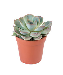 Houseplant echeveria isolated on white