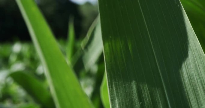 1860 Corn Blowing in the Wind, 4K