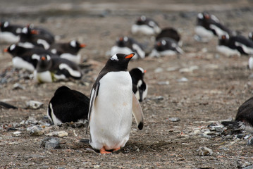 Naklejka premium Gentoo penguins on beach