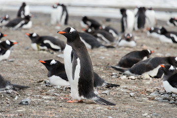 Naklejka premium Gentoo penguin on beach