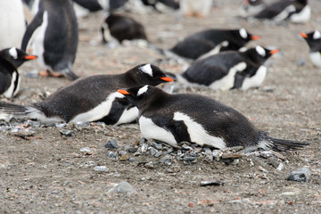 Fototapeta premium Gentoo penguins on beach