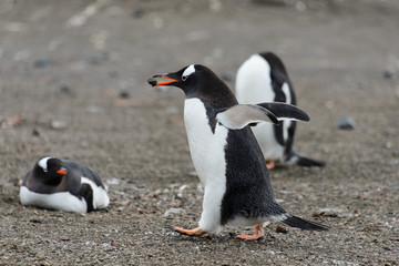 Gentoo penguin going with stone in beak