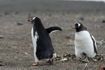 Gentoo penguin going away from back