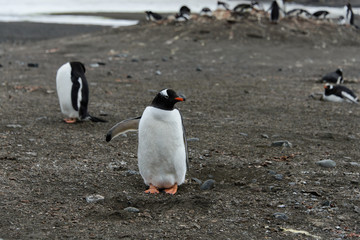 Gentoo penguin on beach