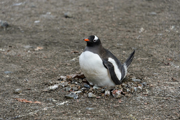 Naklejka premium Gentoo penguin with egg in nest