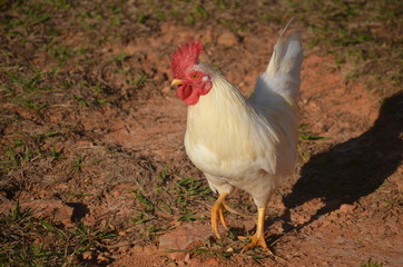 Fazenda