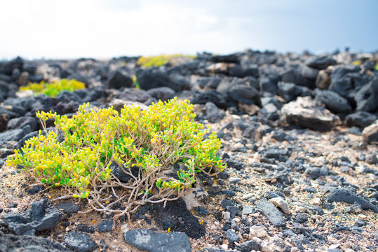 Arthrocnemum macrostachyum growing between volcanic rocks on coast of Fuerteventura island