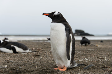 Naklejka premium Gentoo penguin on beach