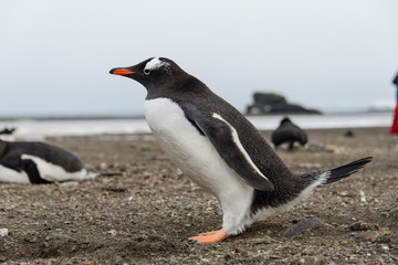 Fototapeta premium Gentoo penguin on beach