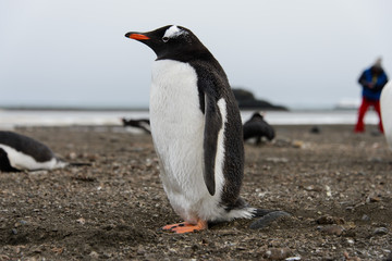 Gentoo penguin on beach