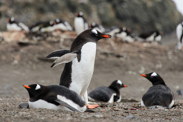 Gentoo penguin going with stone in beak