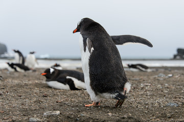 Gentoo penguin going away from back