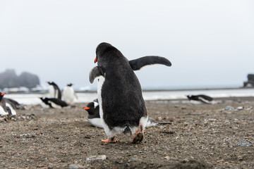 Naklejka premium Gentoo penguin going away from back