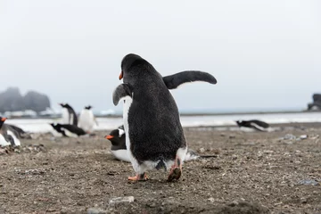 Poster Gentoo penguin going away from back © Alexey Seafarer