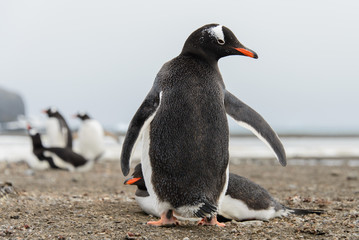 Gentoo penguin going away from back