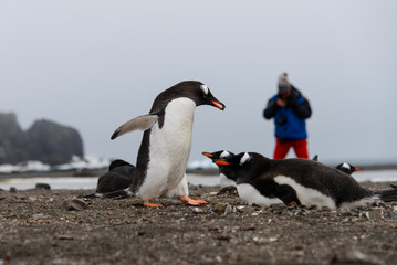 Gentoo penguin going with stone in beak