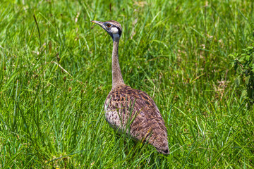 Black-bellied bustard. Ngorongoro Crater Conservation Area. Tanzania.