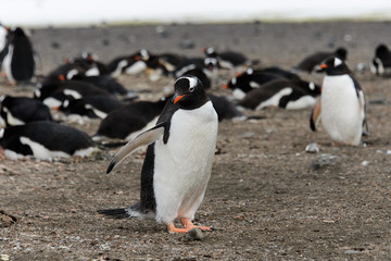Fototapeta premium Gentoo penguin on beach
