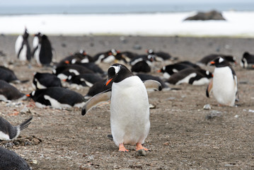 Naklejka premium Gentoo penguin on beach