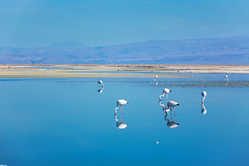Flamingos in Chaxa lagoon salt lake, Atacama desert, Chile, South America

