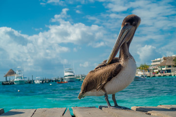 Beautiful brown pelicans over a wooden pier in Puerto Morelos in Caribbean sea next to the tropical...