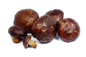 Fresh bay bolete mushroom (Imleria badia)