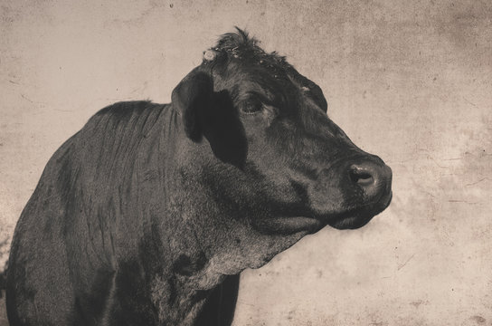 Vintage style animal image shows cow in agriculture rural farm setting.  Black Angus portrait up close with sepia background.