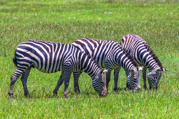 Fototapeta na wymiar Wild zebra at Ngorongro Crater Conservation area. Tanzania.