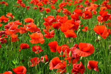 Opium poppy, botanical plant, ecology