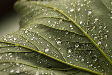 Close-up of raindrops on a leaf