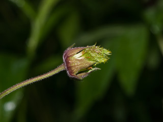Water avens, geum rivale fluffy flower on stem macro with bokeh background, selective focus, shallow DOF