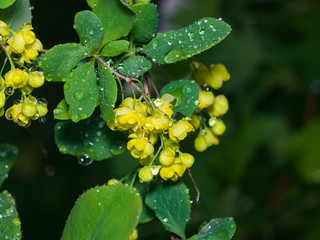 Yellow flowers cluster on blooming Common or European Barberry, Berberis Vulgaris, macro with raindrops, selective focus, shallow DOF