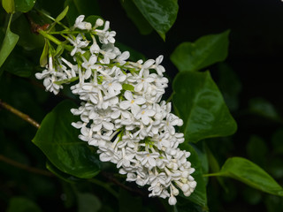 White flowers on Common lilac or Syringa vulgaris macro with raindrops, selective focus, shallow DOF