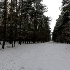 Winter in Kampinos National Park - Poland