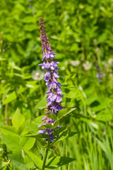 Blooming Fodder or Eastern Galega, Galega Orientalis, in wild close-up, selective focus, shallow DOF