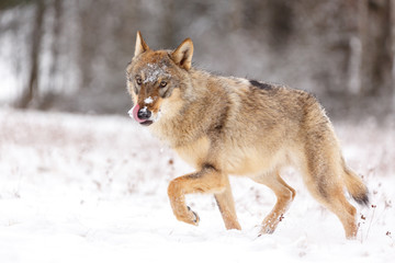 Wolf im Schnee