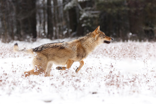 Wolf im Schnee