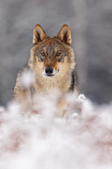 Wolf im Schnee
