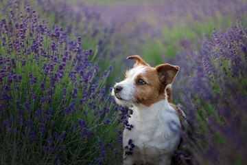 Dog in lavender. Jack Russell Terrier in flowers