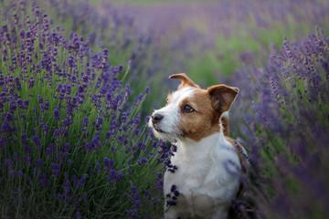 Dog in lavender. Jack Russell Terrier in flowers © Anna Averianova