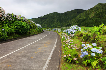 Hortensias on the road in the volcanic crater lake of Sete Citades in Sao Miguel Island of Azores Portugal
