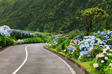Hortensias on the road in the volcanic crater lake of Sete Citades in Sao Miguel Island of Azores Portugal