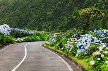 Hortensias on the road in the volcanic crater lake of Sete Citades in Sao Miguel Island of Azores...