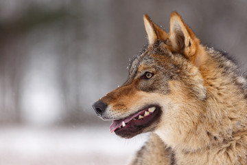 Fototapeta premium Wolf im Schnee